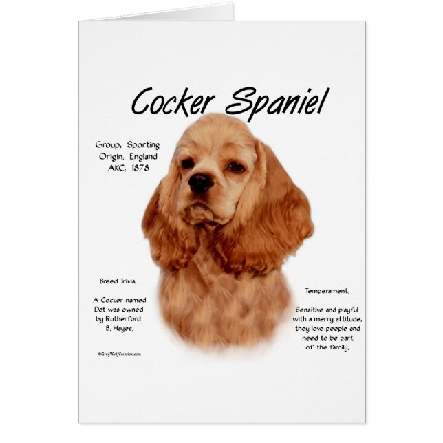 Cocker Spaniel (rouge) (Devant)