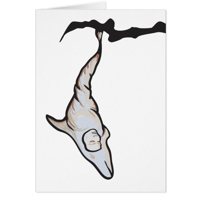 cocon dauphin (Devant)