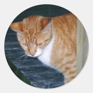 Cody les Stickers Chat