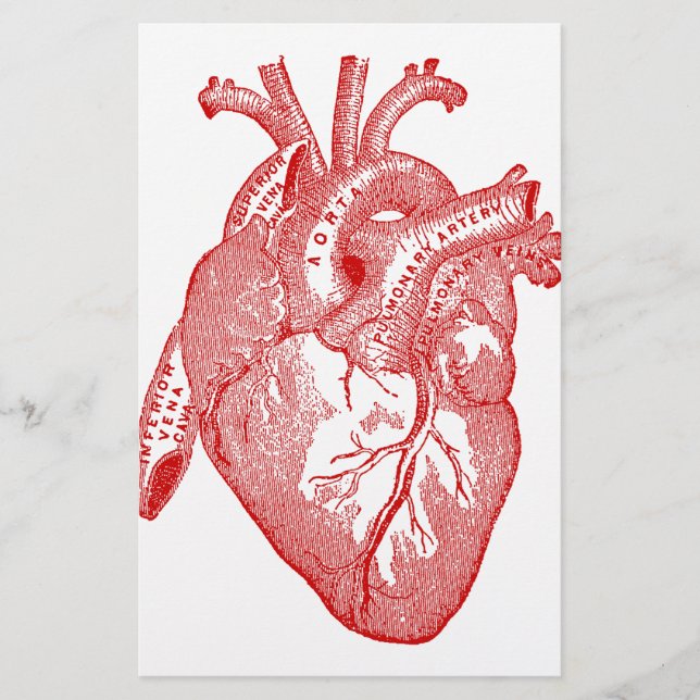 Cœur Anatomique Antique Rouge (Devant)