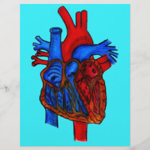 Coeur anatomique Aqua dessiné à la main