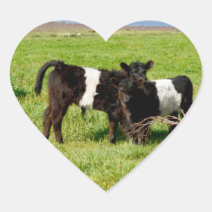 Cœur Bébé ceinture vaches galloway, Sticker du coeur