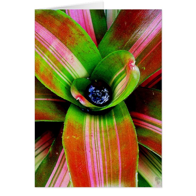 Coeur bromélique (Devant)