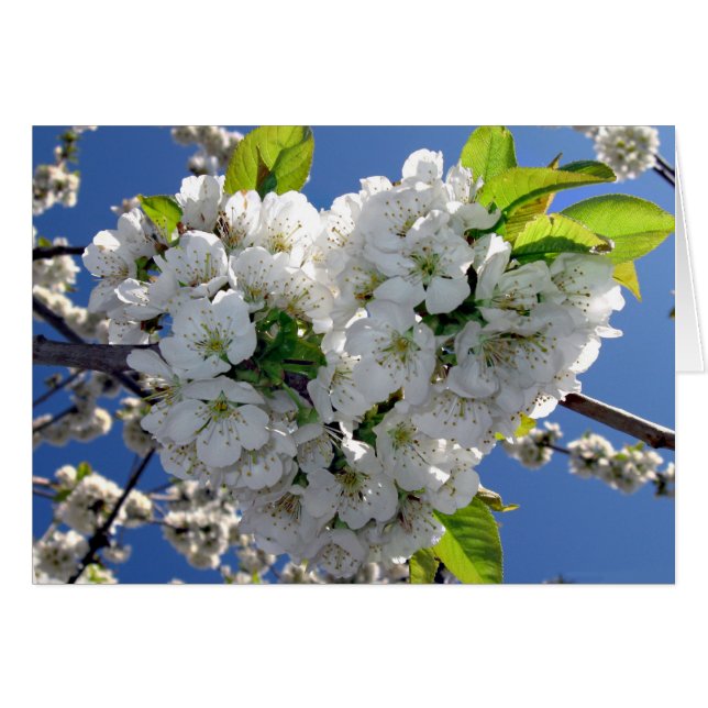 Coeur de cerisier fleuri (Devant horizontal)