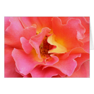 coeur de la carte vierge de rose