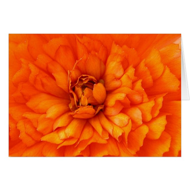 Coeur de Ranunculus (Devant horizontal)