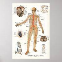 Coeur et artères Poster de l'anatomie humaine 24 X