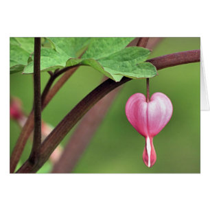 Coeur saignant