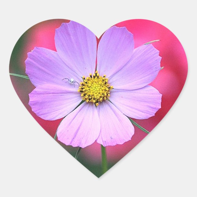 Cœur Sticker à fleurs Cosmos rose (Devant)