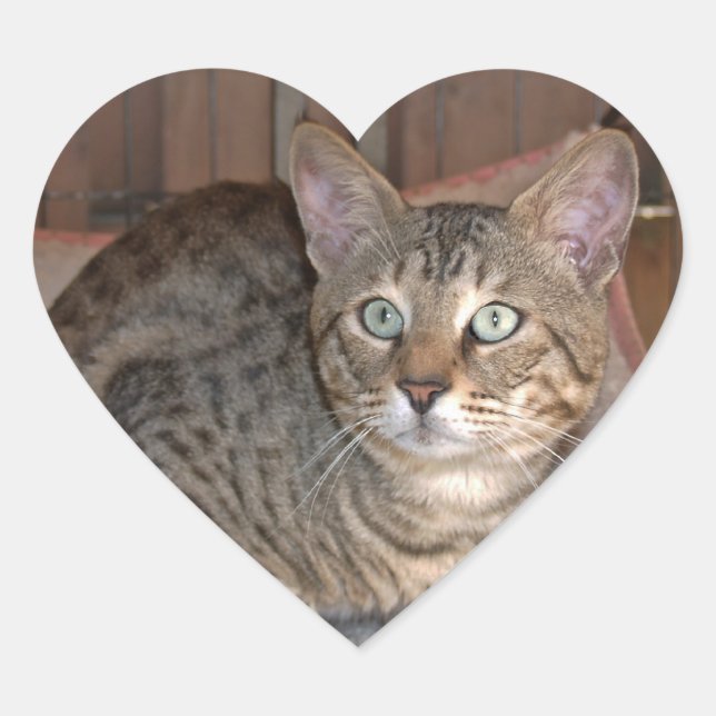 Cœur Sticker Coeur de chat Savannah (Devant)