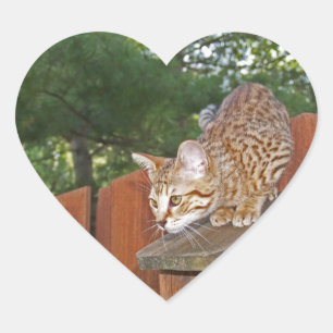 Cœur Sticker Coeur de chat Savannah