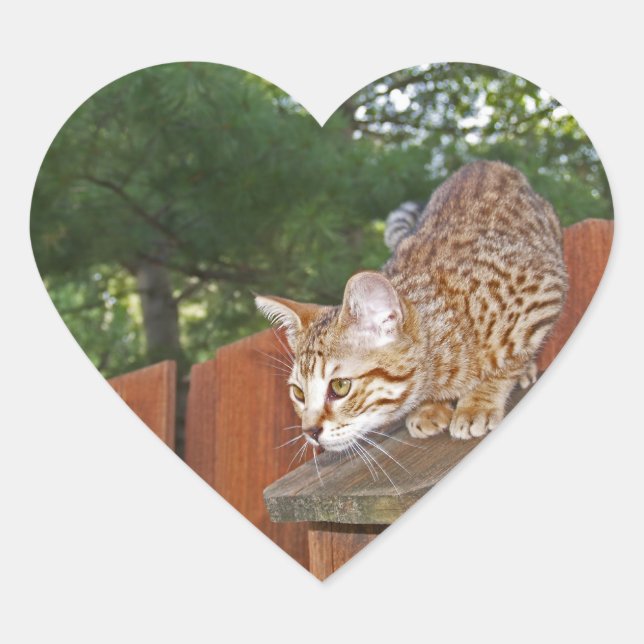 Cœur Sticker Coeur de chat Savannah (Devant)