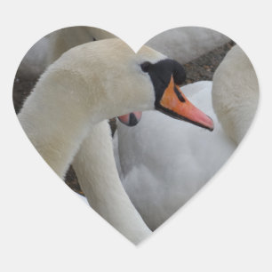 Cœur Sticker Coeur de cygne blanc