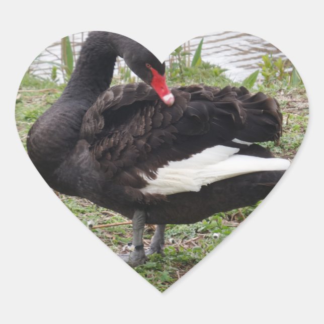 Cœur Sticker Coeur du cygne noir (Devant)