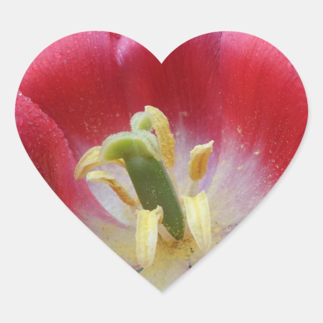 Cœur Sticker Coeur Fleur Tulipe Sursoufflé (Devant)