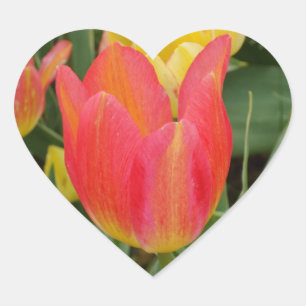 Cœur Sticker Coeur rose Orange Jaune Tulipe