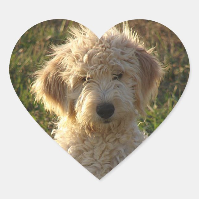 Cœur Sticker de salutation pour Chien Chien Coquelicot  (Devant)