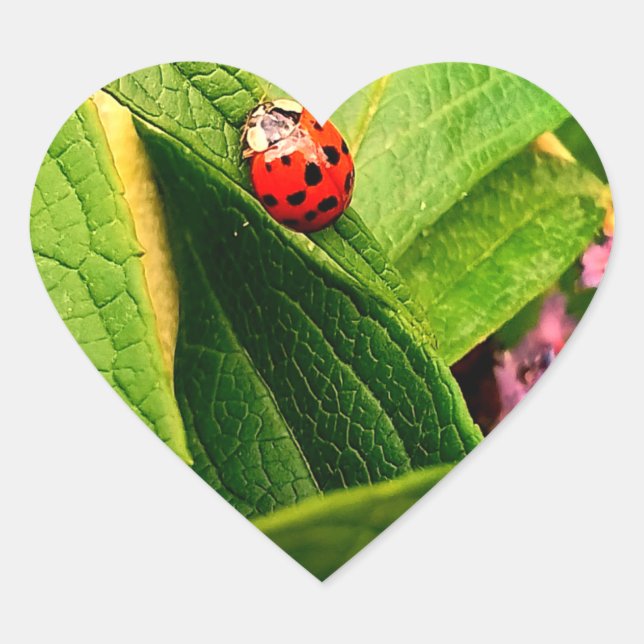 Cœur Sticker Ladybird (Devant)