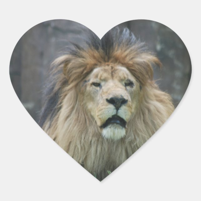 Cœur Sticker Lion (Devant)