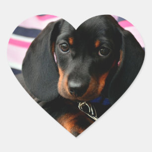 Cœur Sticker Visage Chien Chien Mignonne