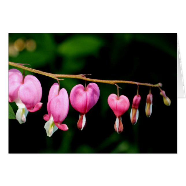 Coeurs saignants (Devant horizontal)