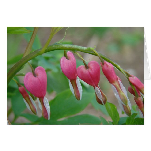 Coeurs saignants (Devant horizontal)