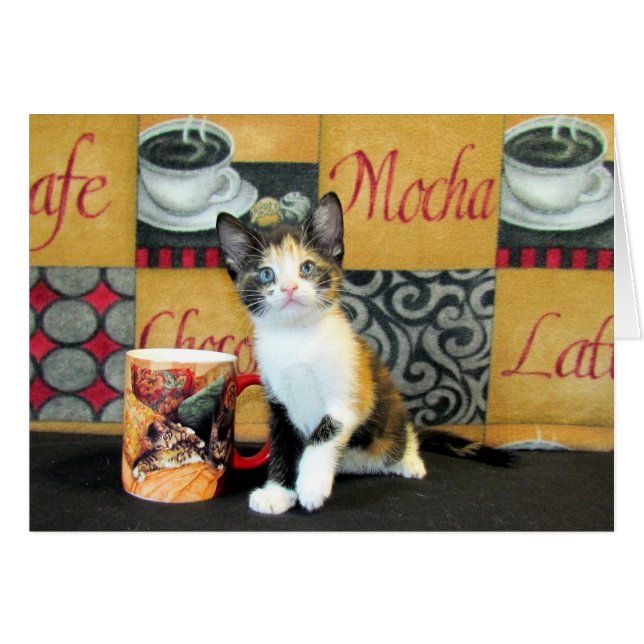 Coffe, thé, ou Meow - Leilani (Devant horizontal)