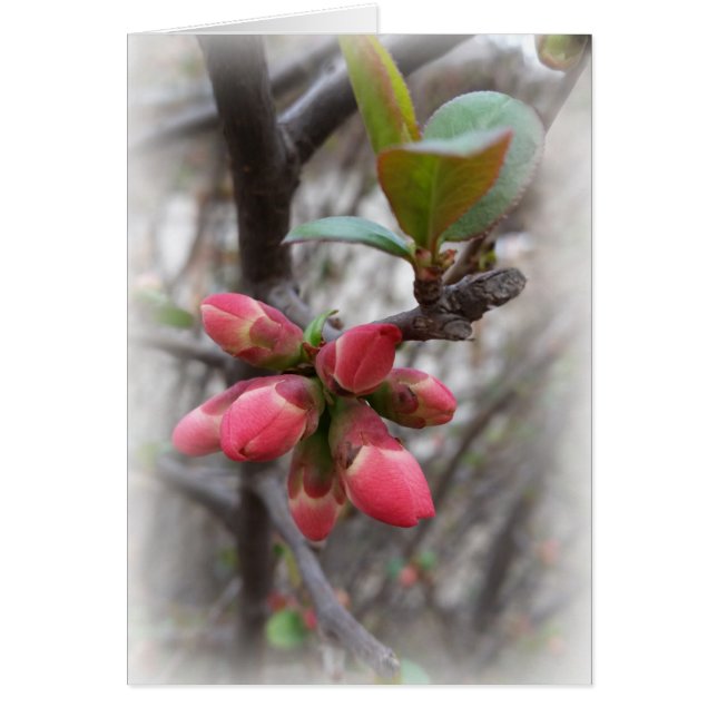 coing sauvage florissant (Devant)