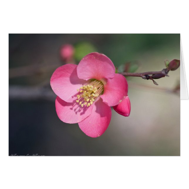 Coingot de Fleur de Poirier Parfait Rose (Devant horizontal)