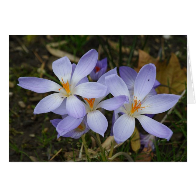 Colchicum autumnale (Devant horizontal)