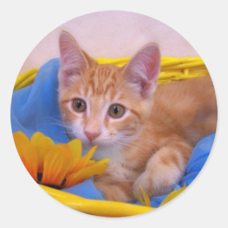 COLE DANS LES Stickers DE PANIER