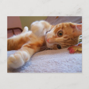 Cole est stupide Carte postale