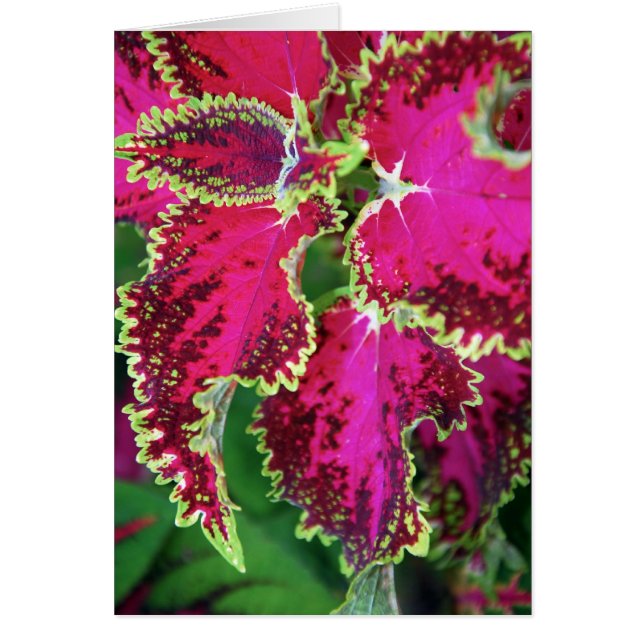 "Coleus #1 " (Devant)