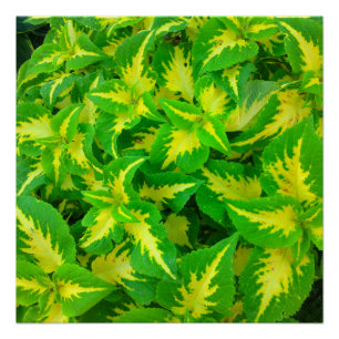 Coleus vert jaune Fleur Parfait Poster