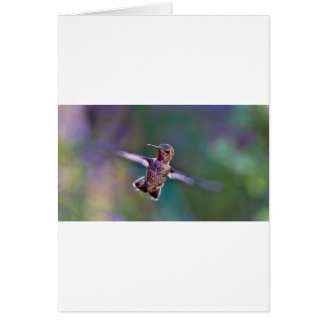 Colibri (Devant)