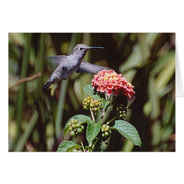 Colibri (Devant Horizontal)