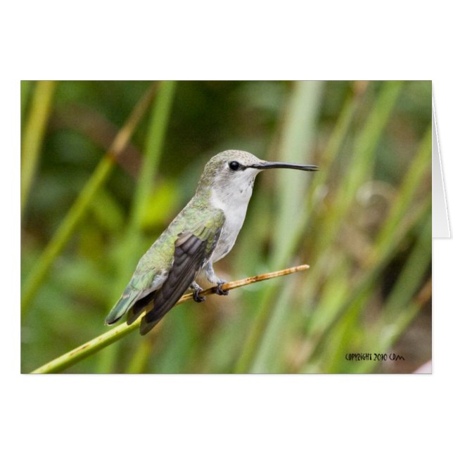 Colibri 069 (Devant horizontal)