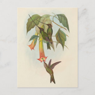 Colibri à bec épée Carte postale John Gould