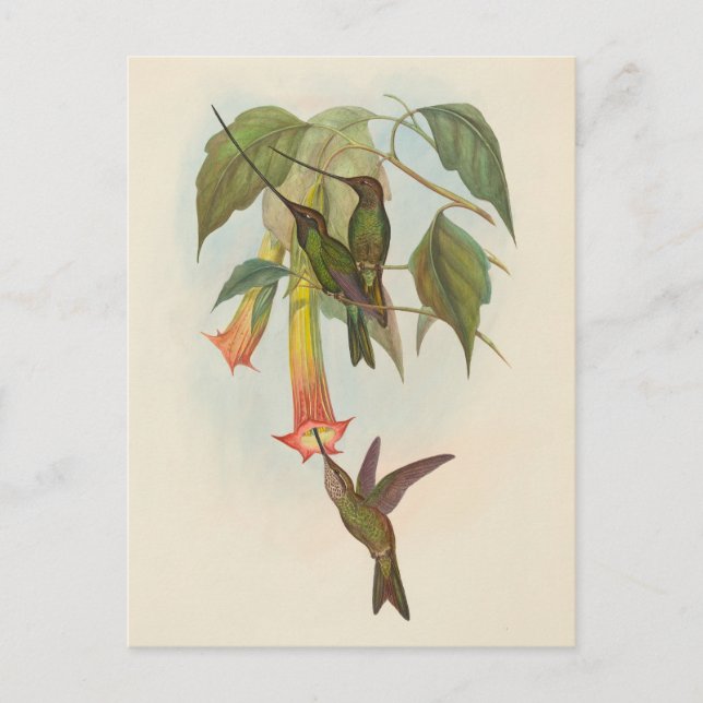 Colibri à bec épée | Carte postale John Gould (Devant)