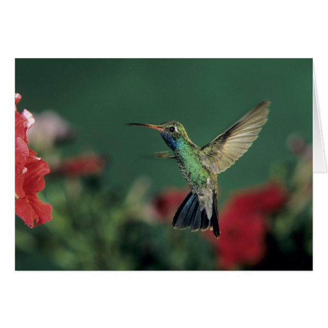 Colibri à bec large, Cynanthus (Devant horizontal)