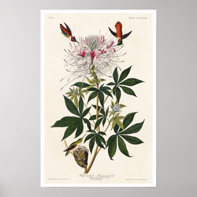 Colibri à col roux par Audubon Poster (Devant)