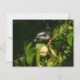 Colibri à gorge blanche mangeant Photographie trop