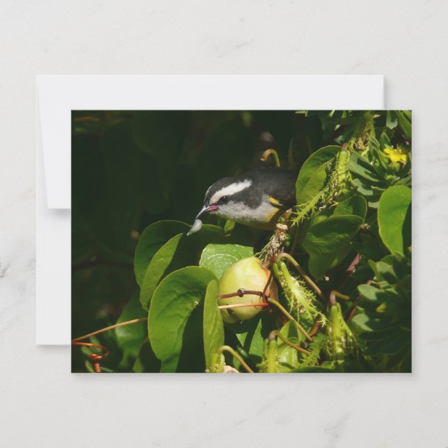 Colibri à gorge blanche mangeant Photographie trop (Devant)