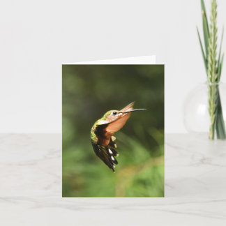 Colibri à gorge rubis #5 - Carte de note blanche