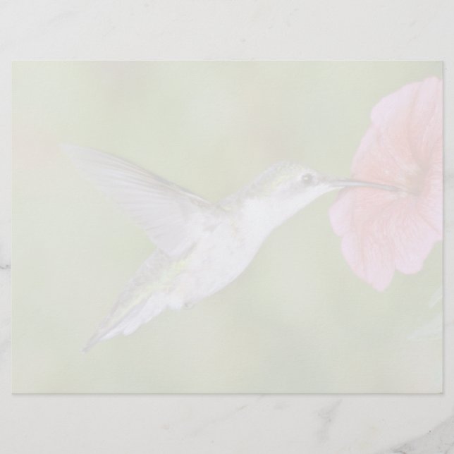 Colibri à gorge rubis (femelle) avec pétunia Pi (Devant)