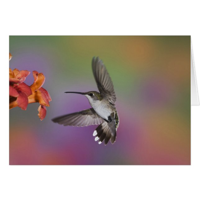 Colibri à gorge rubis femelle en vol (Devant horizontal)