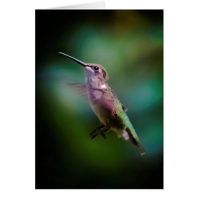 Colibri à gorge rubis - Photo originale (Devant)