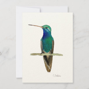 Colibri À Gros Prix Sur Une Branche