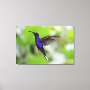 Colibri à sabre violet pourpre Toile Photo