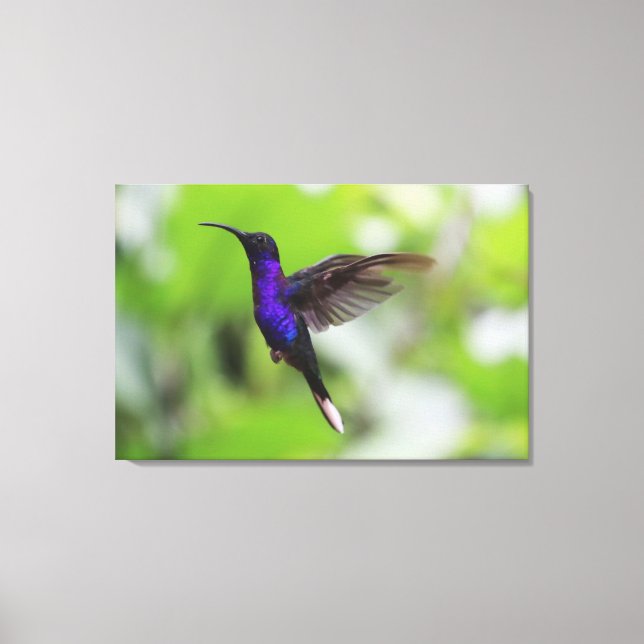 Colibri à sabre violet pourpre Toile Photo (Recto)